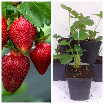 Земляника садовая Роксана НАБОР 5ШТ