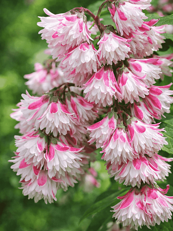 Дейция гибридная Rosea Plena