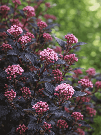 Пузыреплодник калинолистный Little Devil