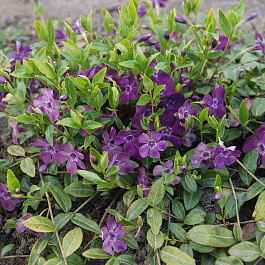 Барвинок малый Атропурпуреа Барвинок малый Атропурпуреа
