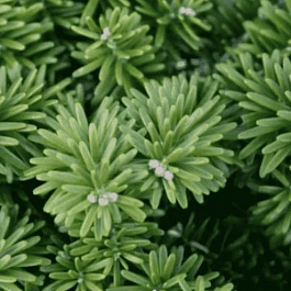 Пихта корейская Cis штамб 40-50см