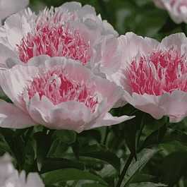 Пион Молочноцветковый Do Tell