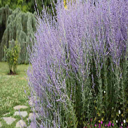 Перовския лебедолистная Russian Sage