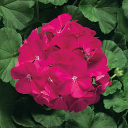 Пеларгония зональная Мультиблум Виолет Пеларгония зональная Мультиблум Виолет