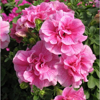 Петуния махровая Дуо Сатин Пинк