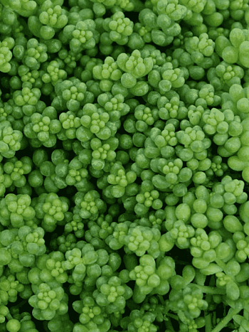 Очиток белый Chloroticum