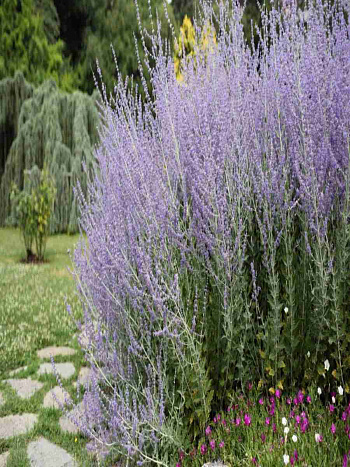 Перовския лебедолистная Russian Sage