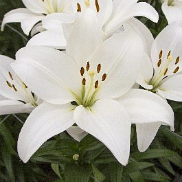 Лилия азиатская Кент