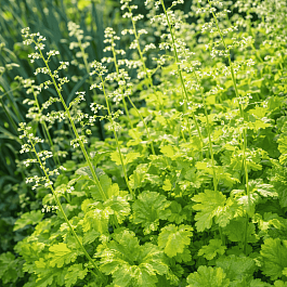 Гейхера Lime Rickey