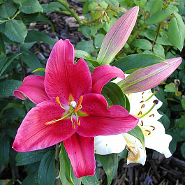 Лилия восточная Арабиан Ред НАБОР 2ШТ (2+2)