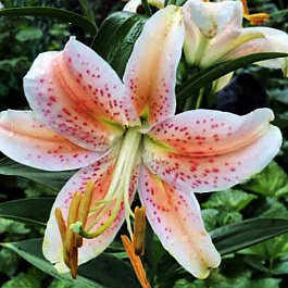 Лилия восточная Салмон Стар НАБОР 2ШТ (2+2)