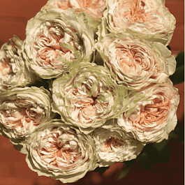 Роза кустовая Victorian Bride