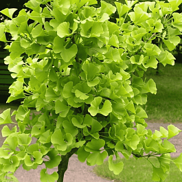 Гинкго Билоба