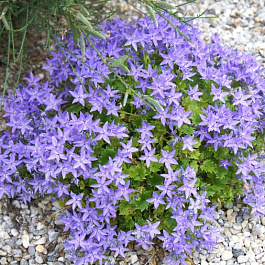 Колокольчик гарганский