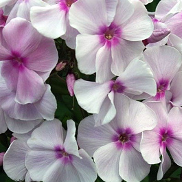 Флокс метельчатый Атлант Флокс метельчатый Атлант