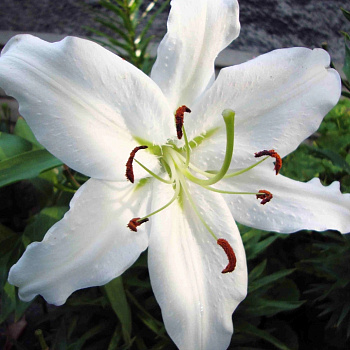 Лилия восточная Алма-Ата Лилия восточная Алма-Ата