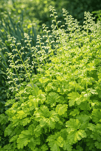 Гейхера Lime Rickey