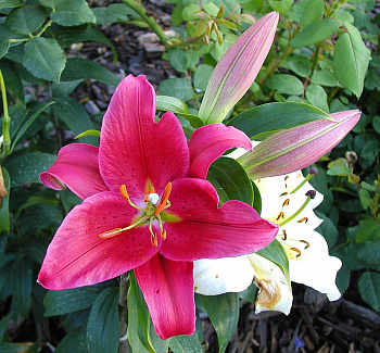 Лилия восточная Арабиан Ред НАБОР 2ШТ (2+2)