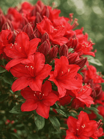 Азалия Crosswater Red