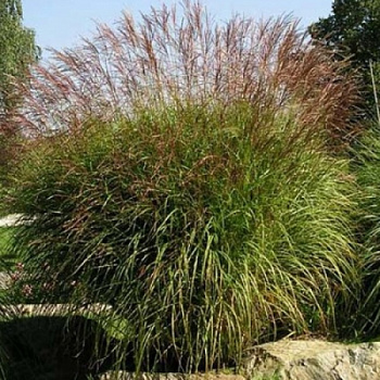Мискантус китайский Фернер Остен