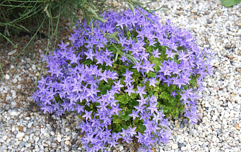 Колокольчик гарганский