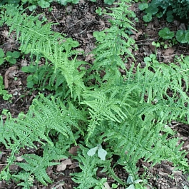 Кочедыжник женский Victoriae