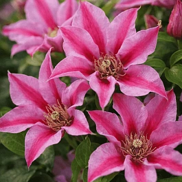 Клематис Duchess of Albany