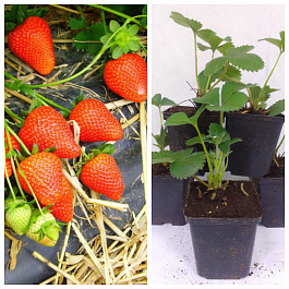 Земляника садовая Ароза НАБОР 5ШТ Земляника садовая Ароза НАБОР 5ШТ
