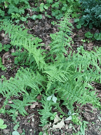 Кочедыжник женский Victoriae