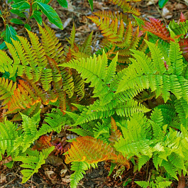 Лунокучник густо-сорусовый