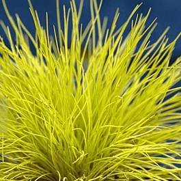 Овсяница сизая Golden Toupee