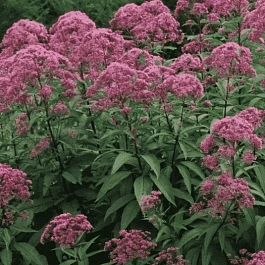 Посконник пятнистый