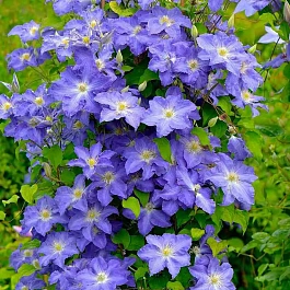 Клематис Stefan Franczak 