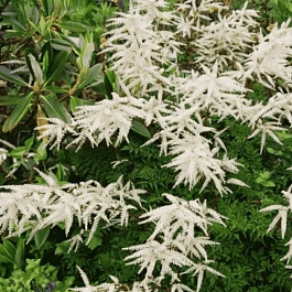 Волжанка двудомная Kneiffii