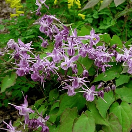 Горянка крупноцветковая Lilafee