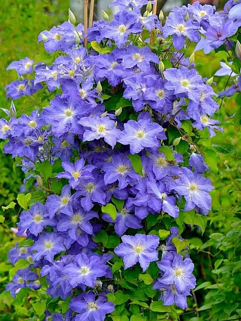 Клематис Stefan Franczak 