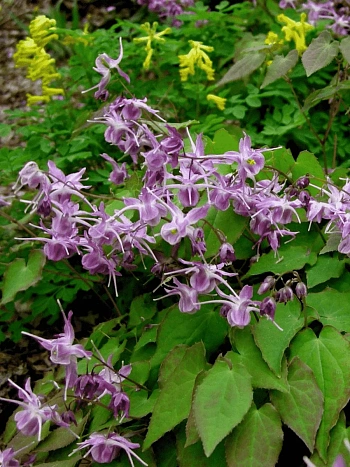 Горянка крупноцветковая Lilafee