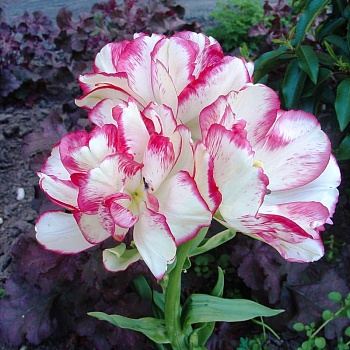 Тюльпан многоцветковый Белиция