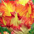 Тюльпан попугайный Carribean Parrot