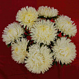 Астра Шаровая Lady Coral White Cream