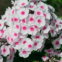 Флокс метельчатый Свиззл НАБОР 2ШТ (1+1)