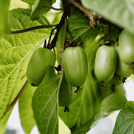 Актинидия коломикта Память Учителя