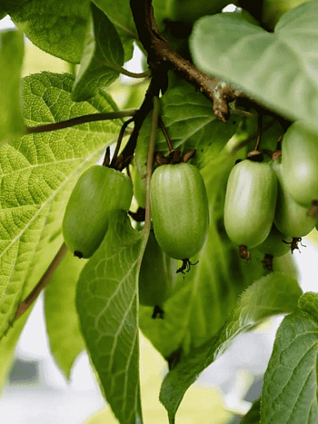 Актинидия коломикта Память Учителя