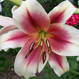 Лилия ОТ-гибрид Загора