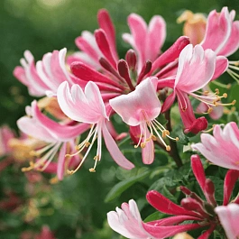 Жимолость вьющаяся FRAGRANT CLOUD