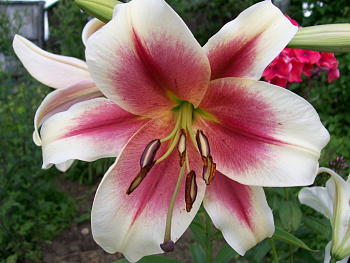 Лилия ОТ-гибрид Загора