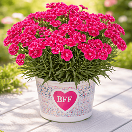 Гвоздика садовая BFF Red