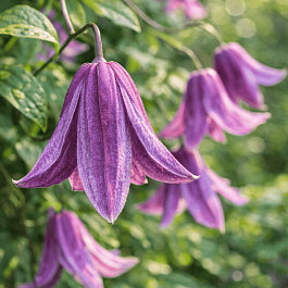 Клематис Fairy slippers