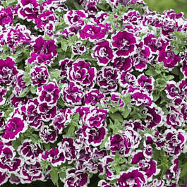 Петуния (сурфиния) Tambelina bella кашпо