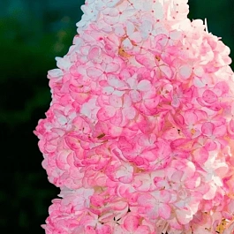 Гортензия метельчатая Vanille Fraise